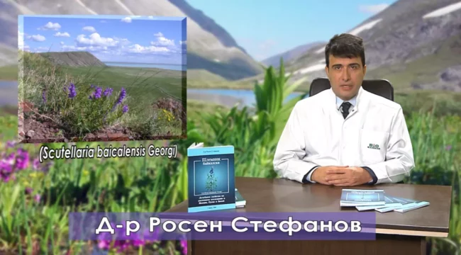 ШЛЕМНИК БАЙКАЛСКИ - Росен Стефанов